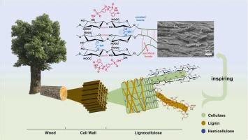  Lignocellulose：高性能生物基材料，邁向可持續未來！